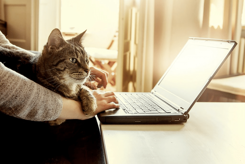 Cat-next-to-laptop